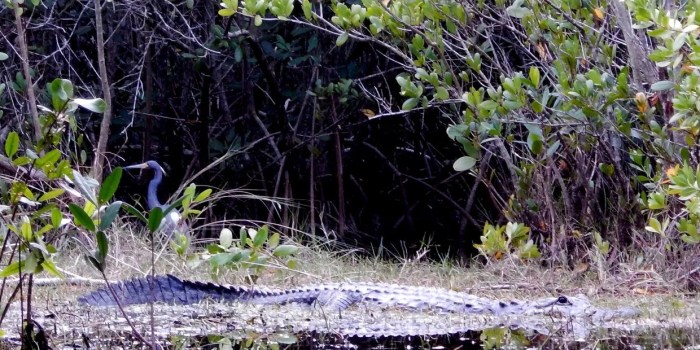 Everglades eco adventure