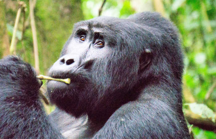 Wildlife holidays