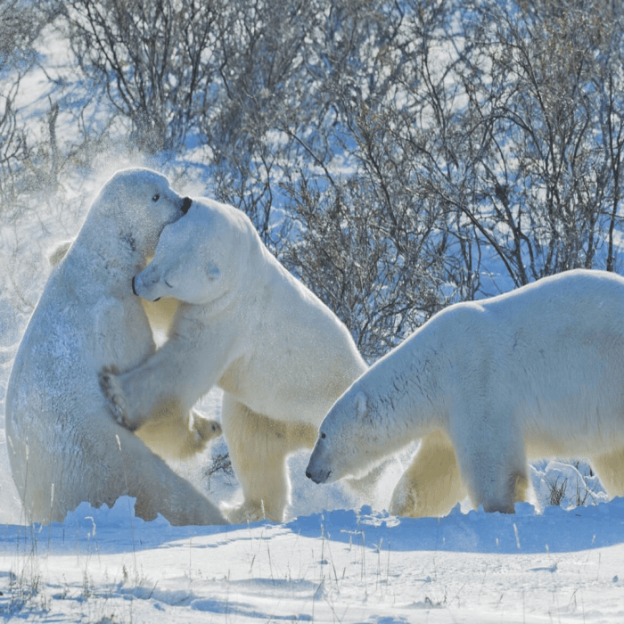 Polar bear tours