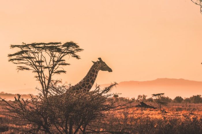 Ecotourism benefits