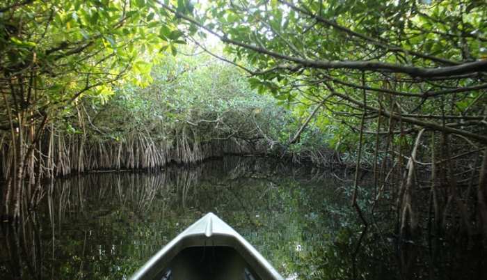 Mangrove tunnel kayak ecotour